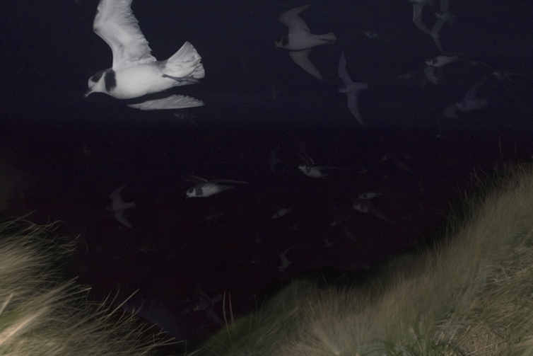 Blue Petrels swirl around their nesting colony in the dark