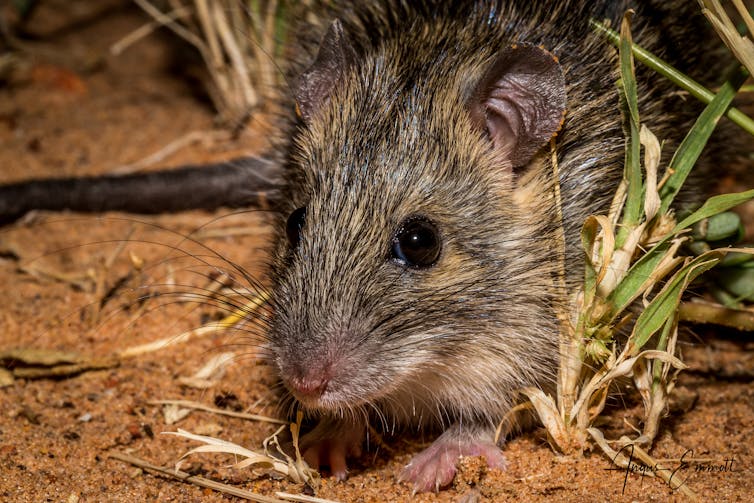 small furry rodent known as mayaroo