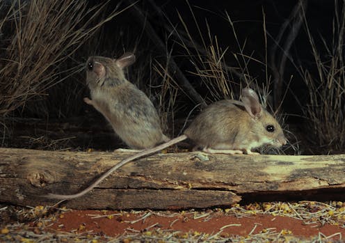 Why don’t people care about Australia’s native rodents? The problem could be their ugly names
