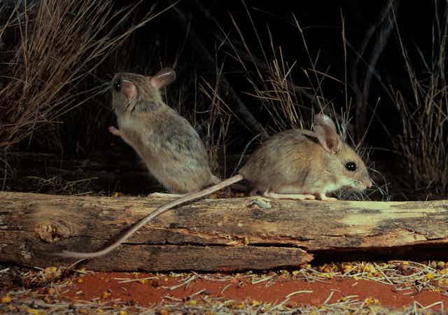 two rodents on a log