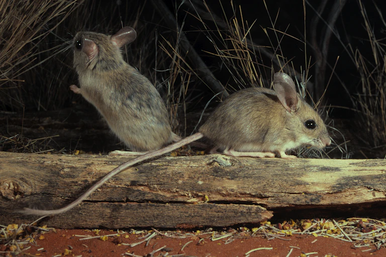 two rodents on a log