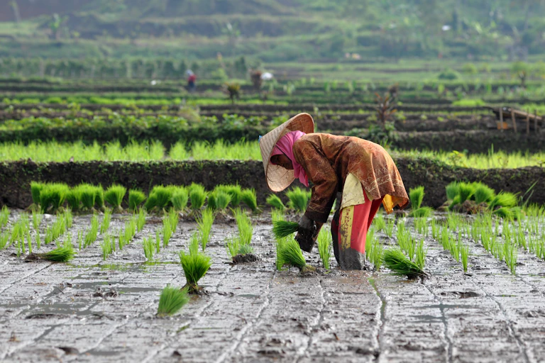 Petani muda