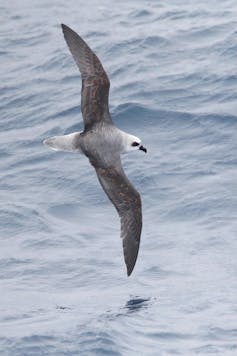 A White-Headed Petrel flies over the ocean