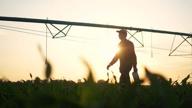 Silhouette of a farmer walking through an irrigated crop with the boom sprayer in the background.
