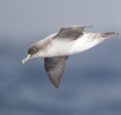 A side view of a Grey Petrel in flight