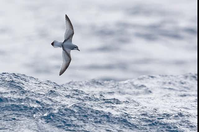 An Antarctic prion flies low over the ocean