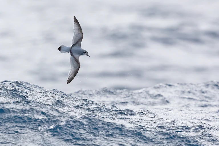 An Antarctic prion flies low over the ocean
