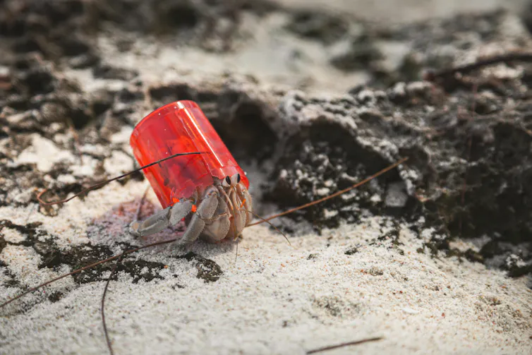 Caranguejo-eremita usando uma tampa de garrafa plástica vermelha como concha, caminhando pela superfície da praia coberta de areia e algas marinhas.