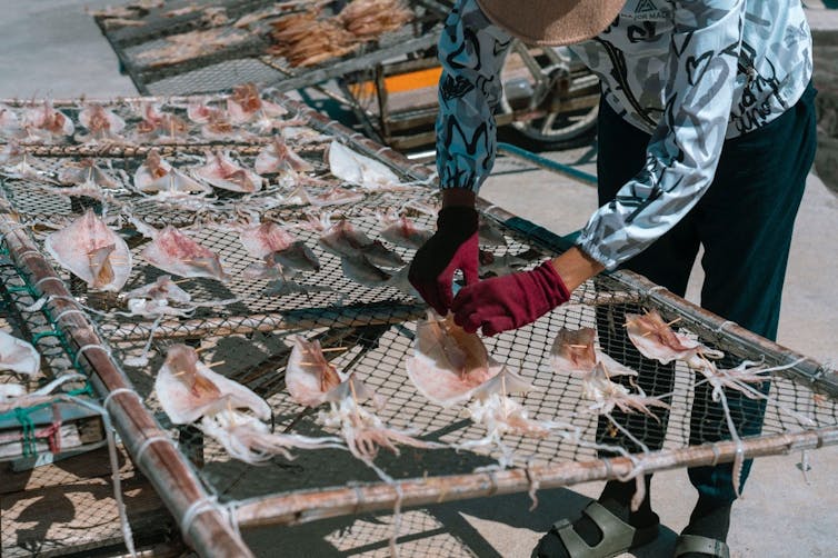 A person wearing gloves bends down to handle dried squid on a fish net