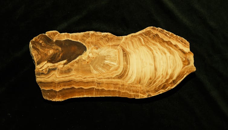 A photo of a thin slice of rock showing tree-ring-like internal layers.