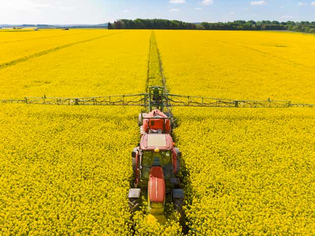Aerial shot of red tractor with large spraying arms driving up the middle of a bright yellow crop of oil seed rape crop, blue sky at the top of picture