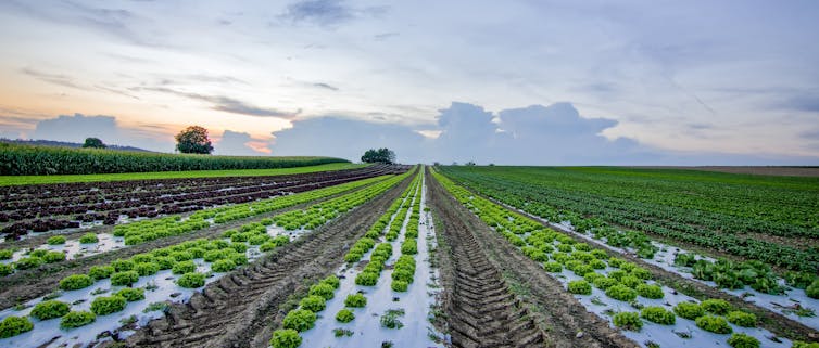 A field of lettuce against the evening sky
