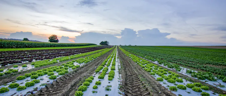 A field of lettuce against the evening sky