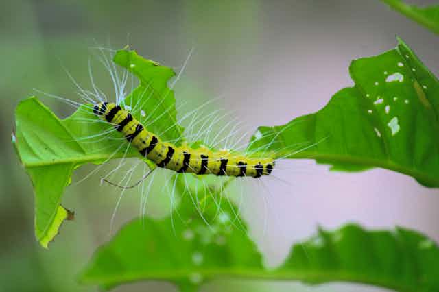 A white-bristled, black-striped yellow caterpillar eating leaves on a plant