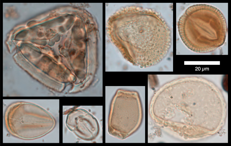 Several microscope phots of fossilised grains of pollen.