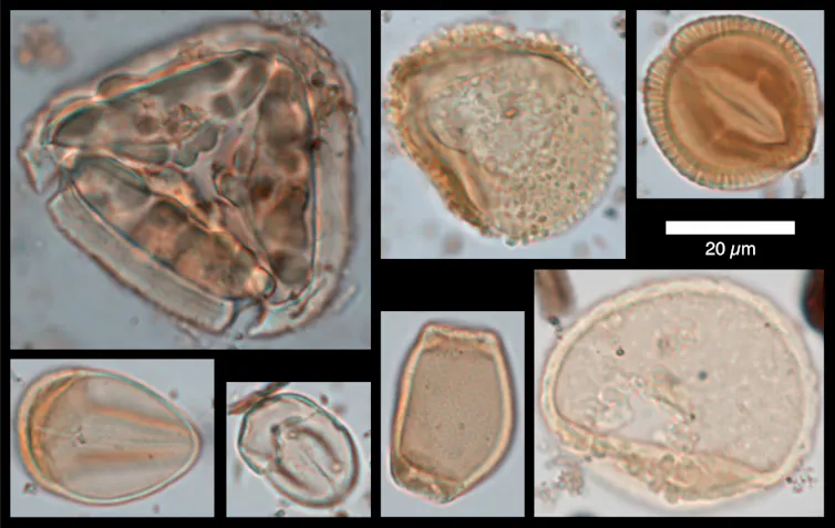 Several microscope phots of fossilised grains of pollen.