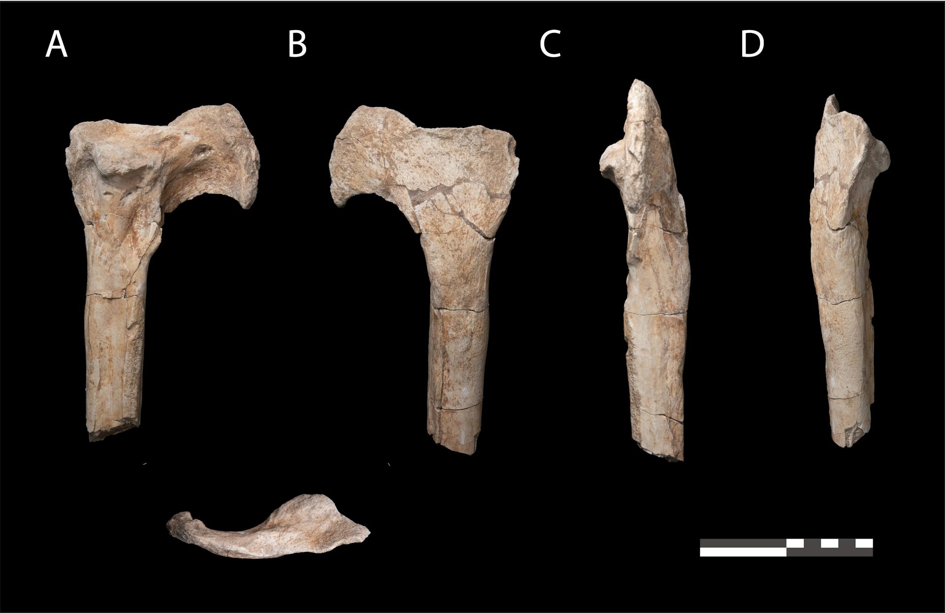 Morocco Dinosaur Discovery Gives Clues On Why They Went Extinct