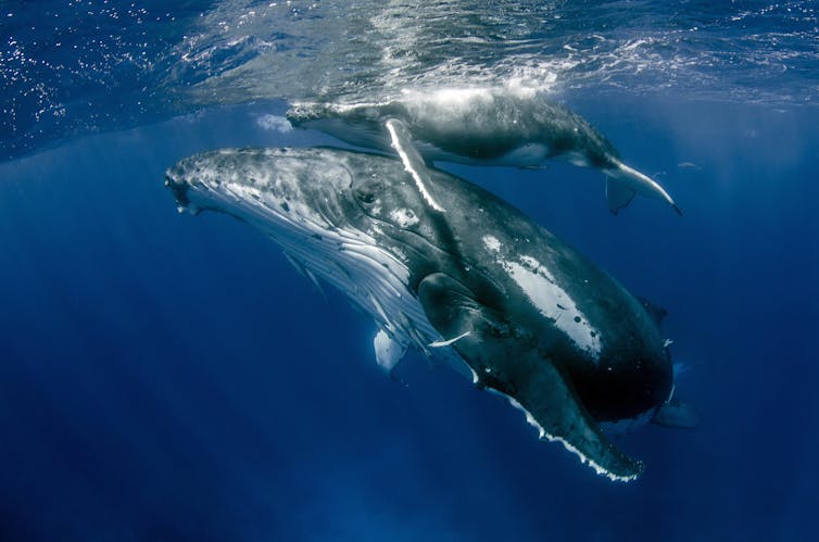 Humpback whale mother with her calf