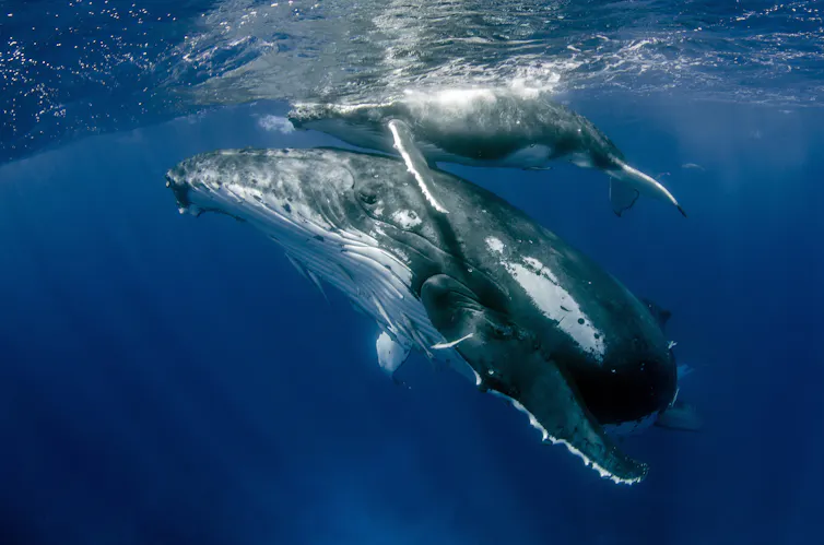 Humpback whale mother with her calf