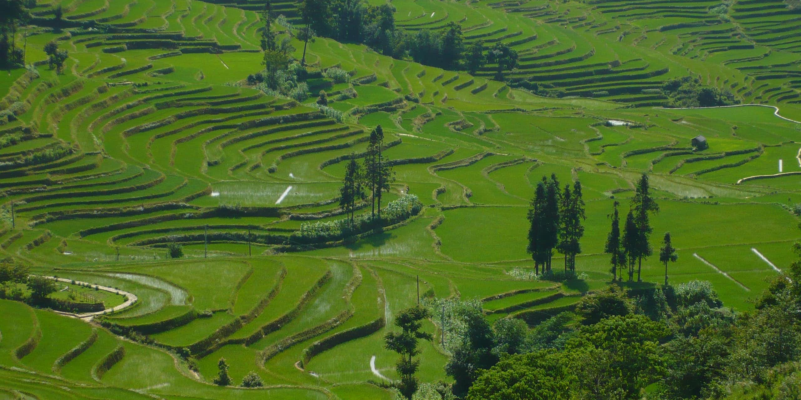 Les terrasses rizicoles du Yuanyang, au Yunnan (Chine) dont la diversité cultivée a inspiré l'équipe de recherche pour lancer des recherches sur les effets bénéfiques de la diversité cultivée.