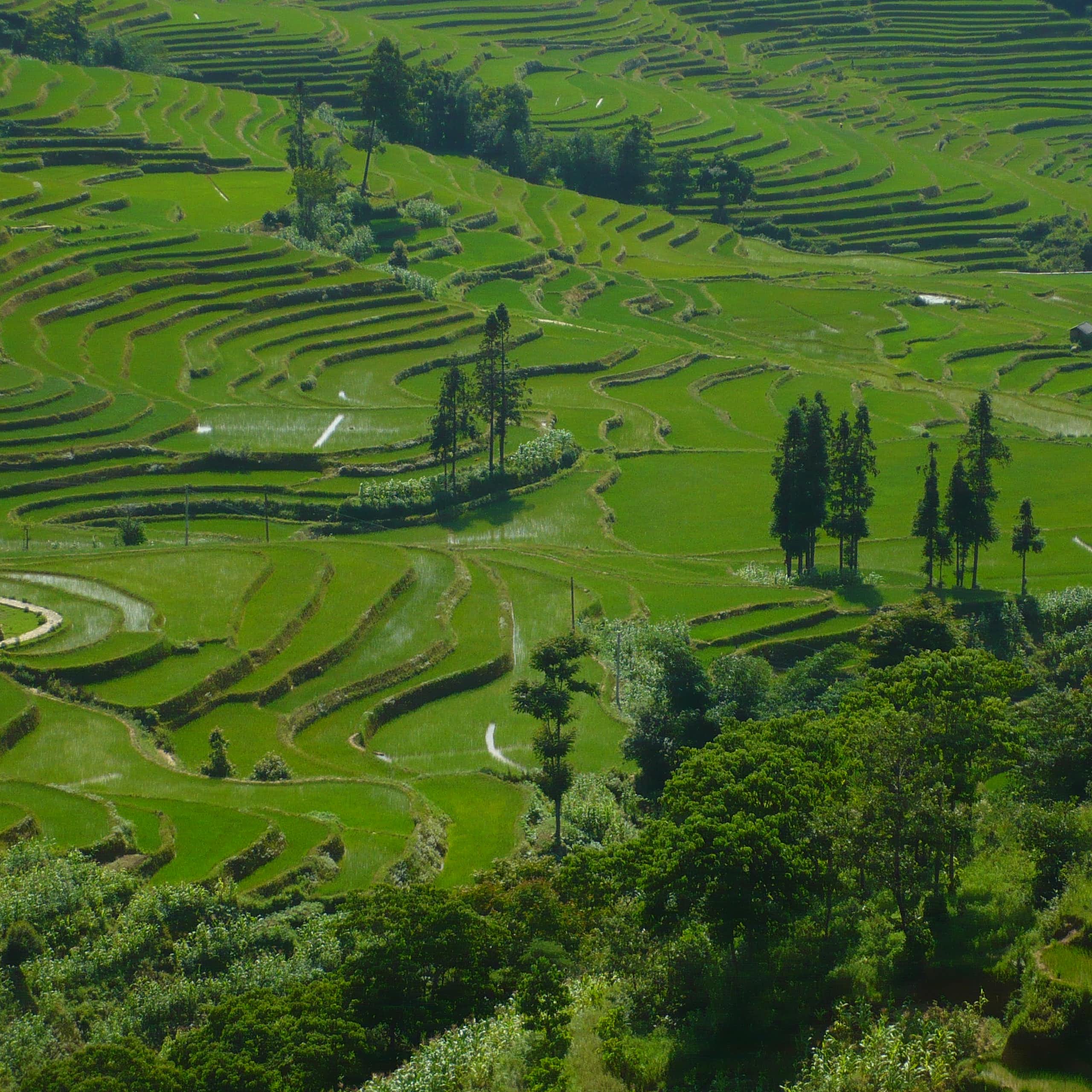 Les terrasses rizicoles du Yuanyang, au Yunnan (Chine) dont la diversité cultivée a inspiré l'équipe de recherche pour lancer des recherches sur les effets bénéfiques de la diversité cultivée.