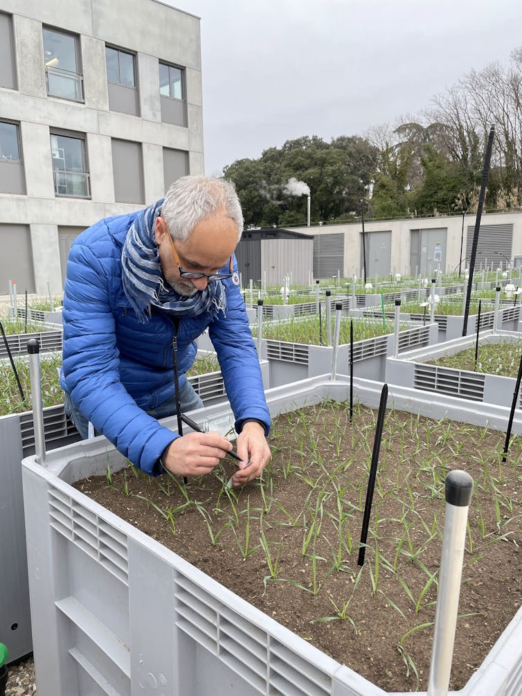 J.B. Morel en train de marquer des jeunes plantules de blé en vue de réaliser une inoculation manuelle de chaque plante