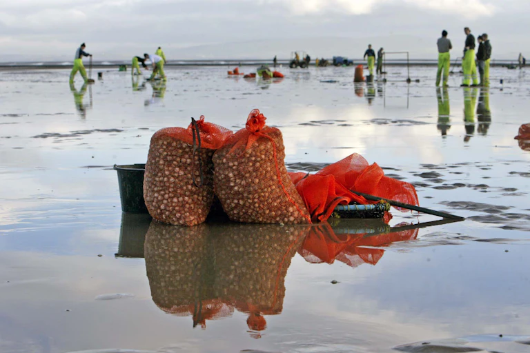 Bags of cockles, with cocklers in the distance, on the sands at Morecambe Bay