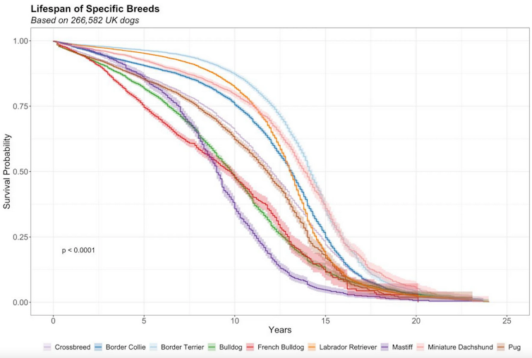 Line graph showing probability different dog breeds will reach certain ages.