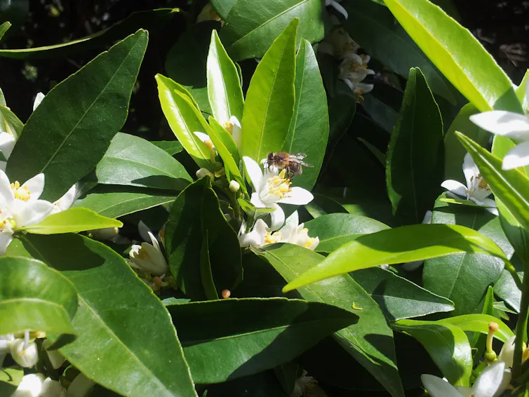 Abeja en plena actividad polinizadora.