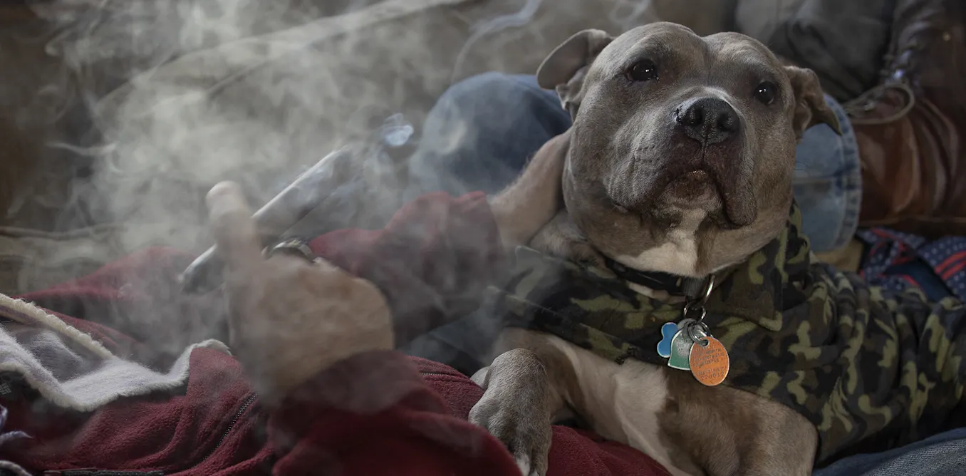 Is your pet exposed to secondhand smoke? Here are the (serious) health risks Is your pet exposed to secondhand smoke? Here are the (serious) health risks