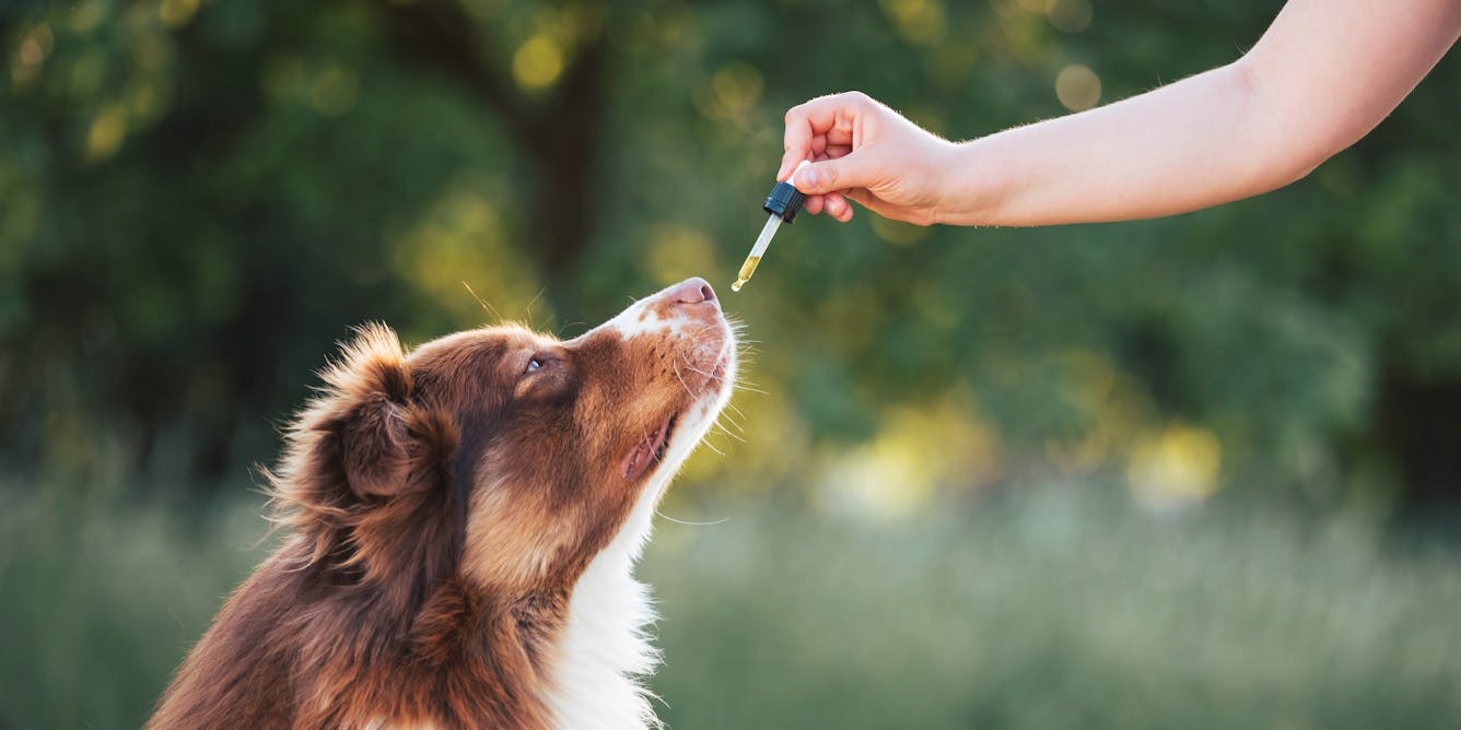 Danish dog owners are medicating their pets with unlicensed cannabis products – is it safe?