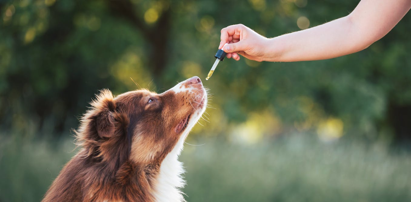 Danish dog owners are medicating their pets with unlicensed cannabis products – is it safe? Danish dog owners are medicating their pets with unlicensed cannabis products – is it safe?