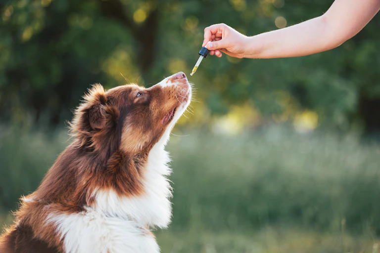 A dog being given CBD from a dropper
