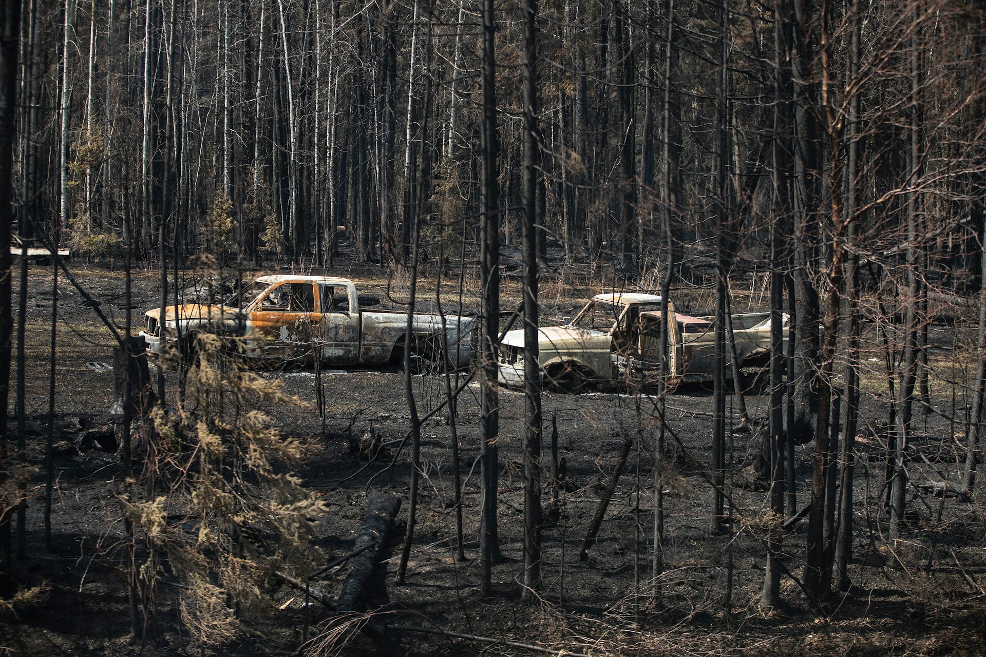 Burnt-out trucks sit in a charred forest.