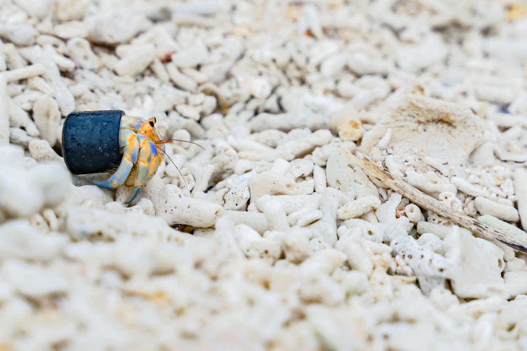 um pequeno caranguejo cinza e amarfelo usa uma tampinha de garrafa como carapaça