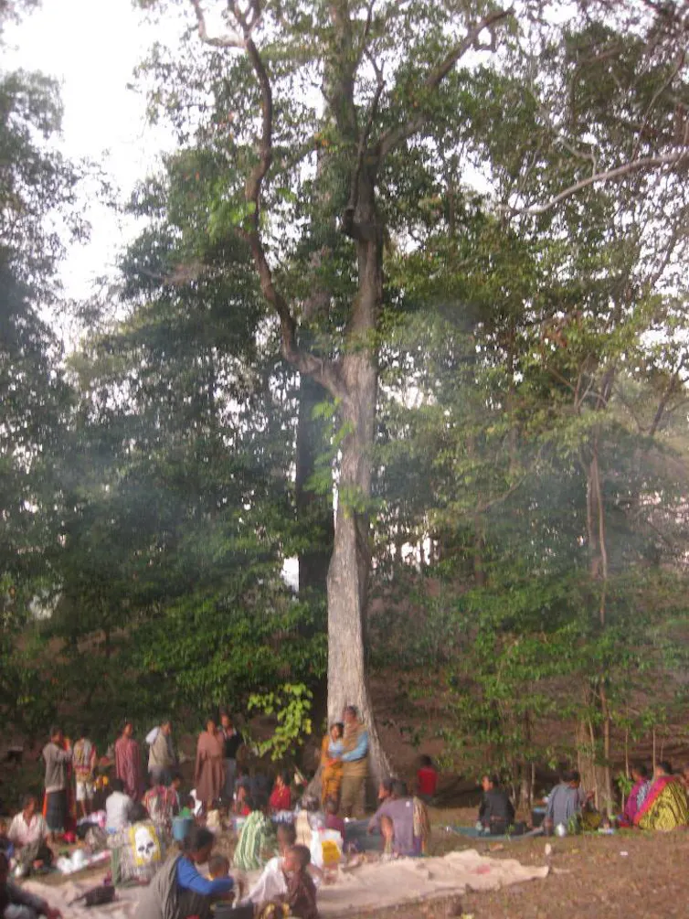 A clan gather at the base of a large, tall tree