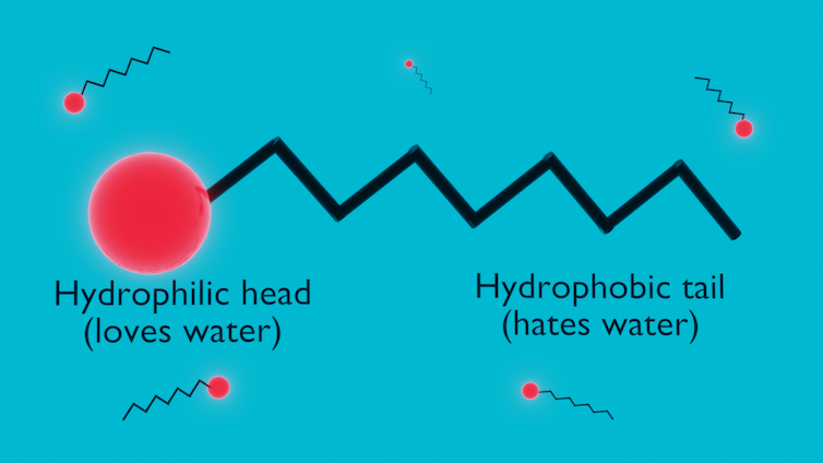 A diagram shows a surfactant, which has a head that is hydrophilic and a tail that is hydrophobic.