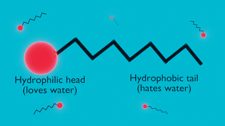 Um diagrama mostra um surfactante, que tem uma cabeça que é hidrofílica e uma cauda que é hidrofóbica.