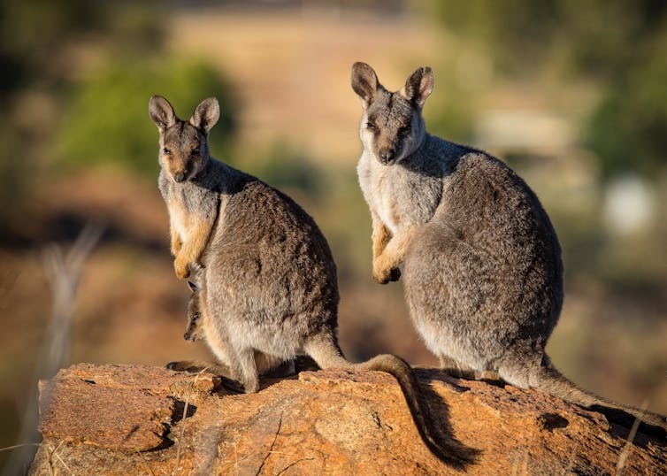 wallabies on rocks