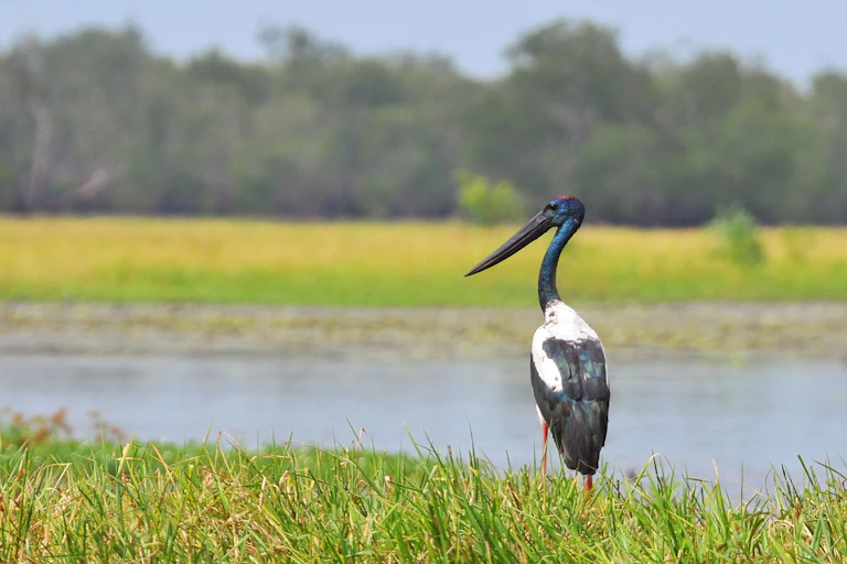 Photo of a black-necked stork (Jabiru) near a wetland at Kakadu National Park Australia.