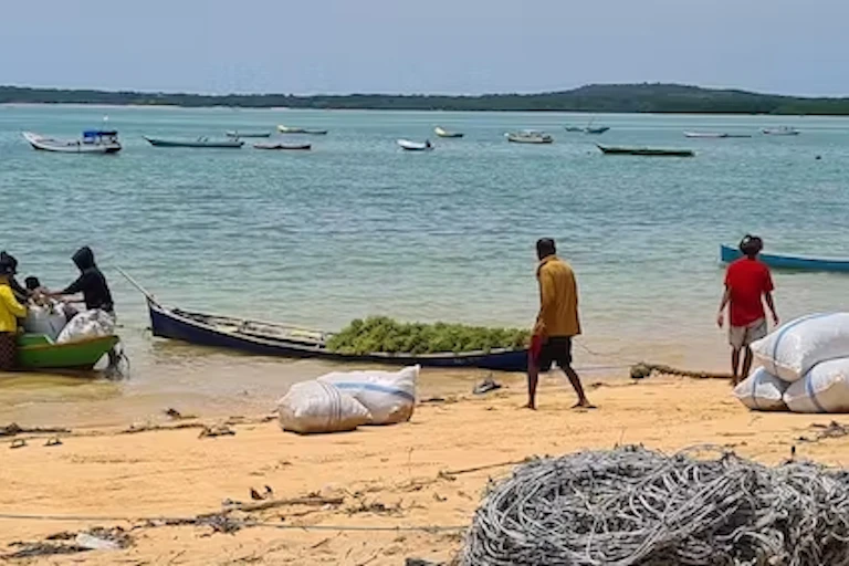 Petani rumput laut Indonesia.