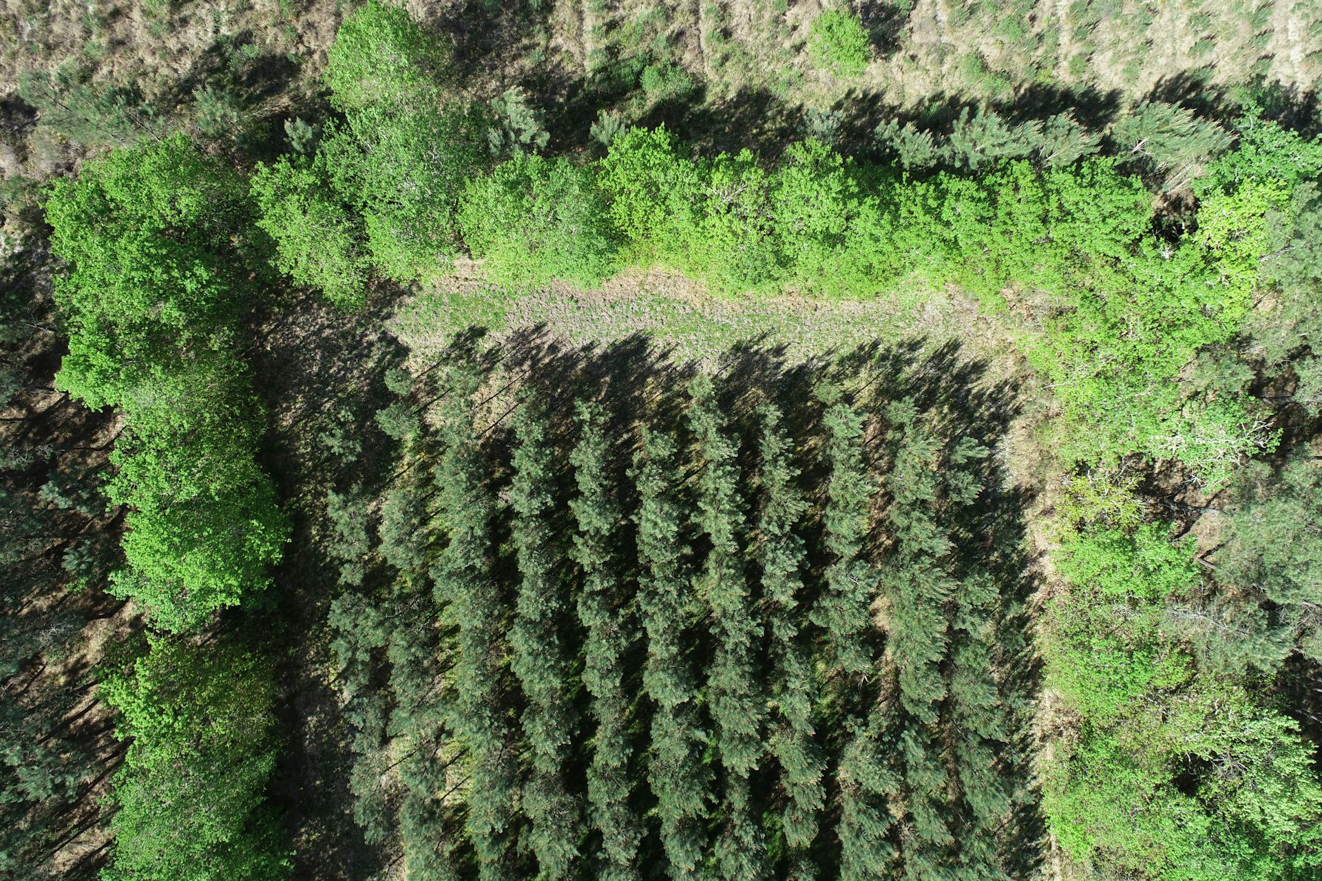 A pine plantation and hedgerow as seen from an unmanned aerial vehicle.