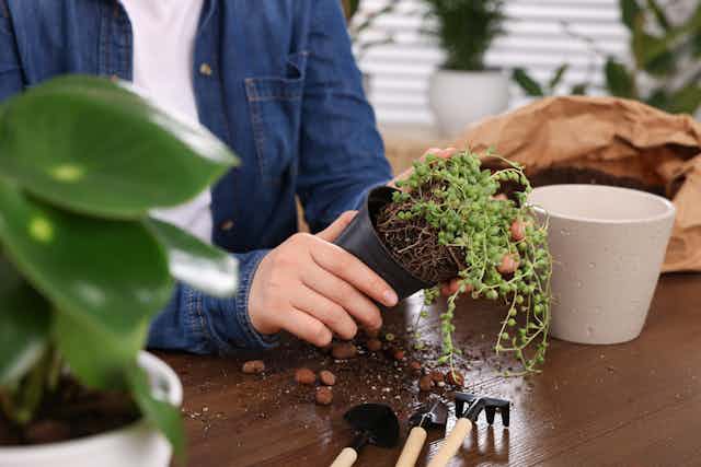 hands of woman at table removing green houseplant from a black plant pot, soil on table with garden tools and other plant pots