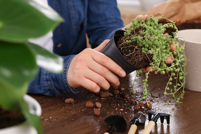 hands of woman at table removing green houseplant from a black plant pot, soil on table with garden tools and other plant pots