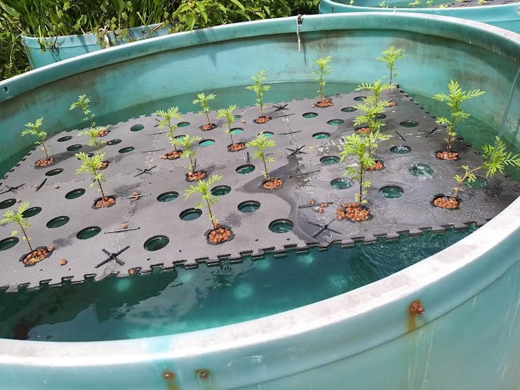 An outdoor tank contains a large floating perforated mat. Each hole contains a young plant.