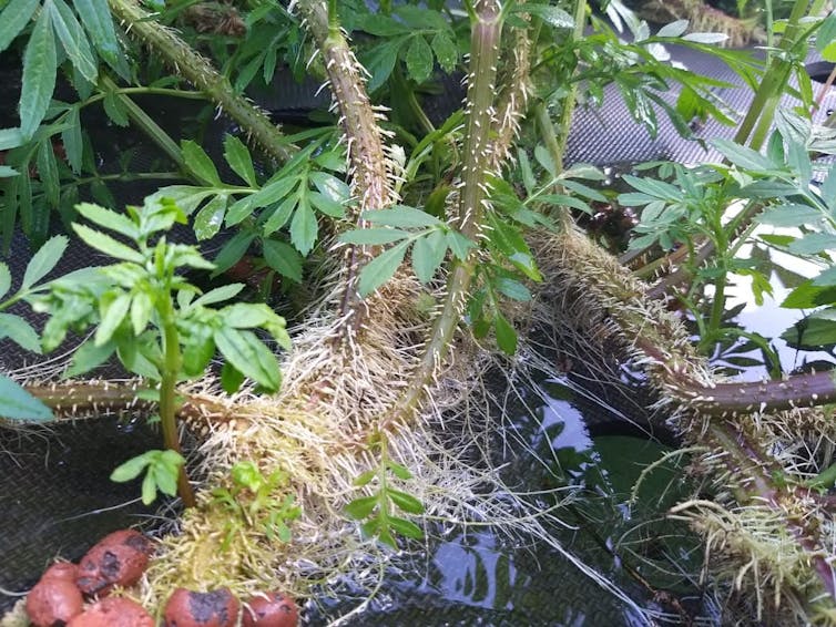 Closeup photo of base of a marigold plant showing a tangle of visible roots.