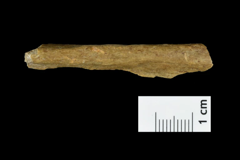 Human bone fragment from the new excavations at Ranis.