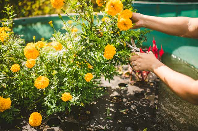 Hands harvest yellow marigolds with pruning shears.