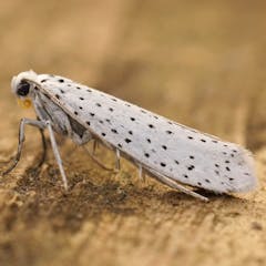 Insects – Berita, Riset, dan Analisis – The Conversation – laman 1