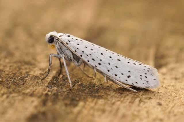 Detailed closeup on the white speckled Yponomeuta evonymella moth sitting on wood